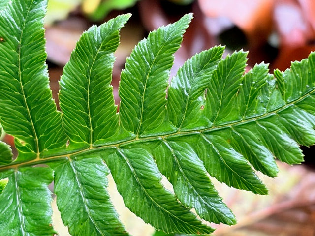 Anisocampium sheareri (Merlot Lady Fern)