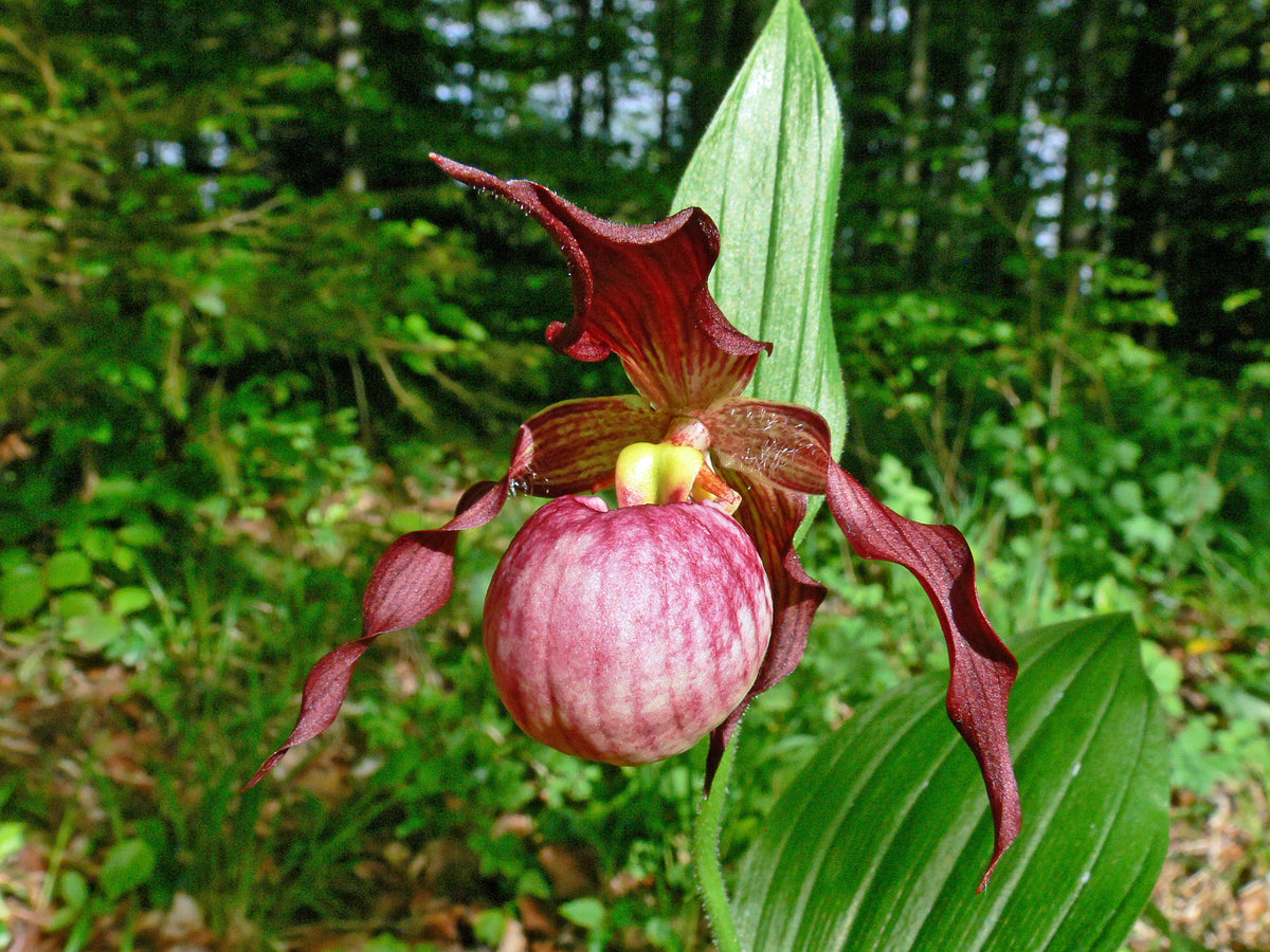 Cypripedium &#39;Anna&#39; (Hardy Orchid)