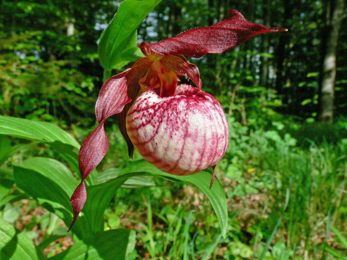 Cypripedium &#39;Anna&#39; (Hardy Orchid)