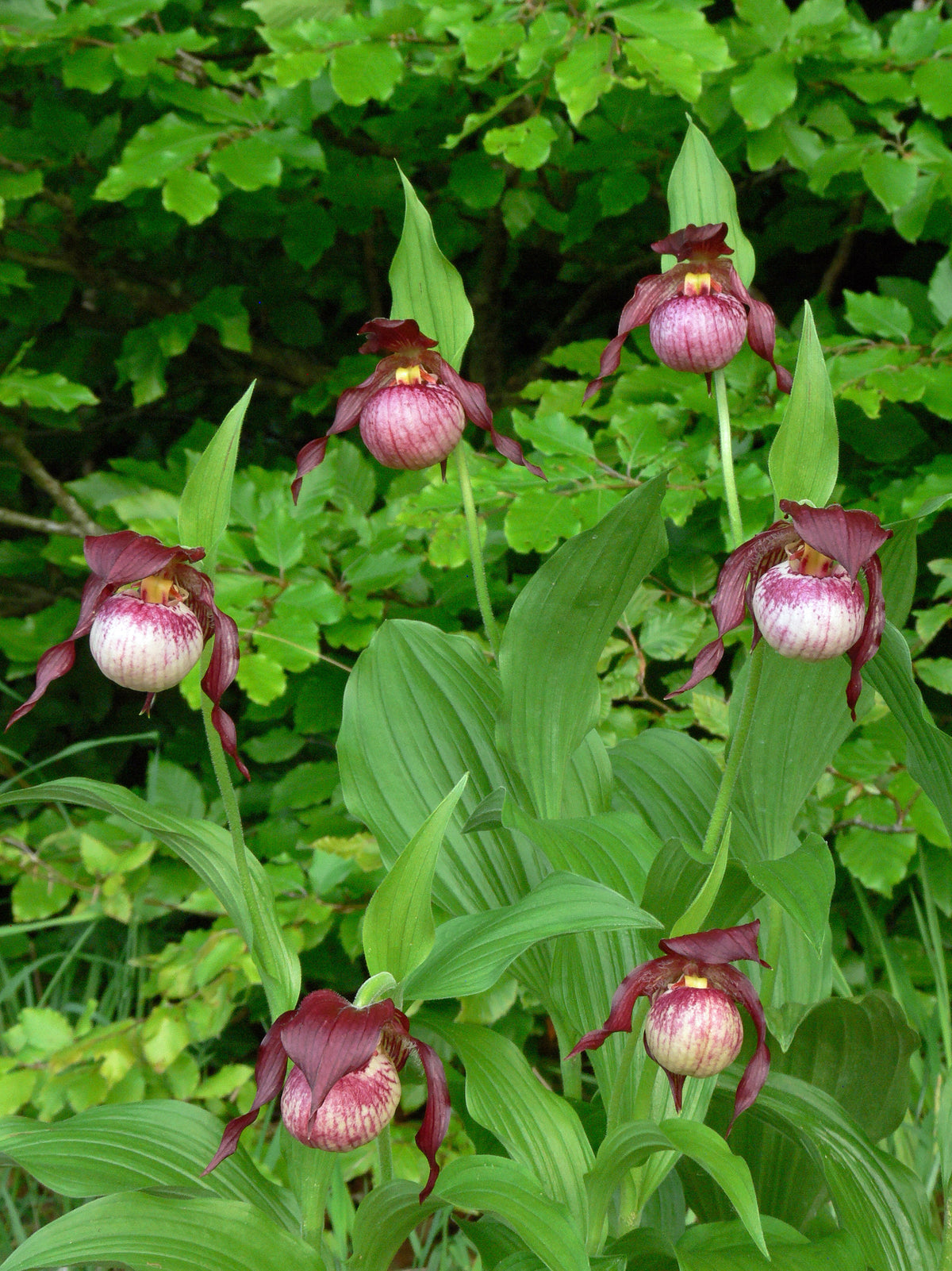 Cypripedium &#39;Anna&#39; (Hardy Orchid)