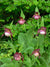 Cypripedium 'Anna' (Hardy Orchid)