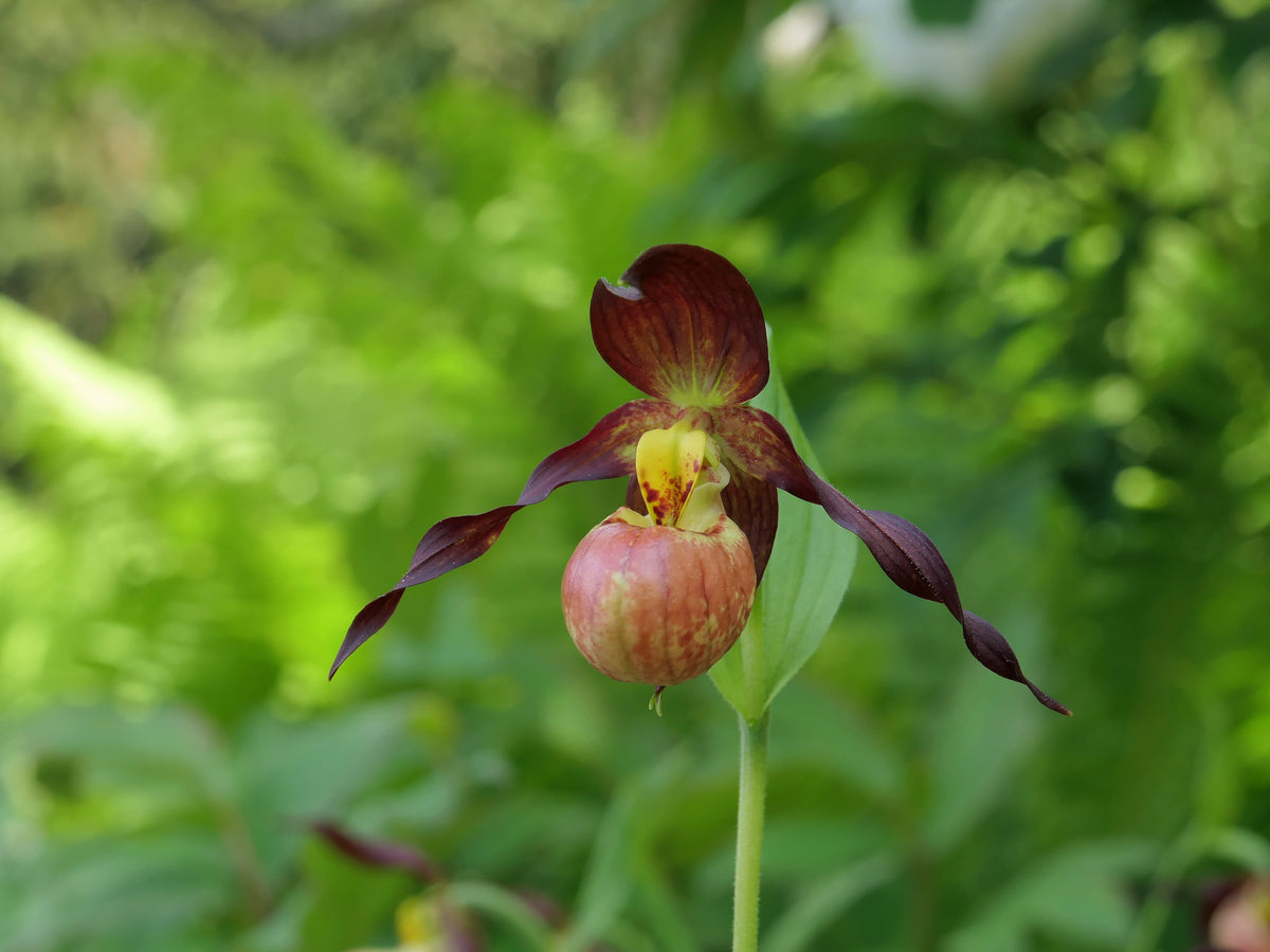 Cypripedium &#39;Annegret&#39; (Hardy Orchid)