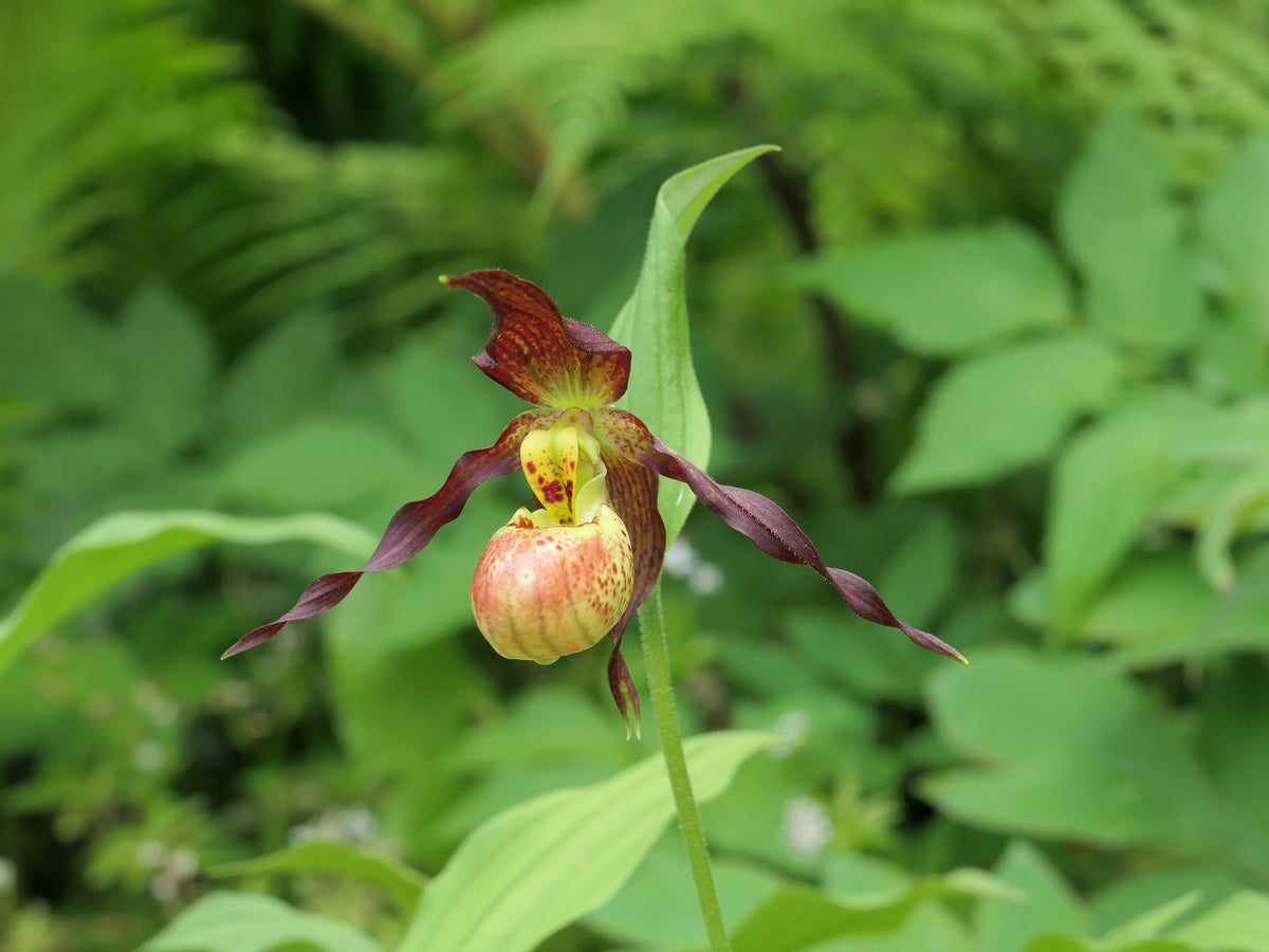 Cypripedium &#39;Annegret&#39; (Hardy Orchid)