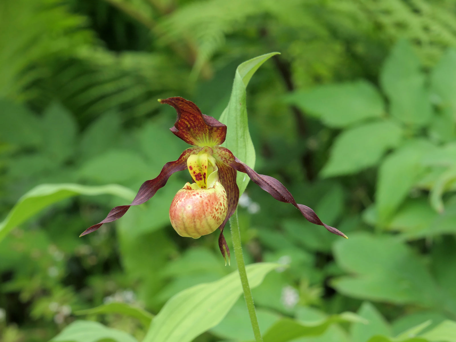 Cypripedium 'Annegret' (Hardy Orchid)