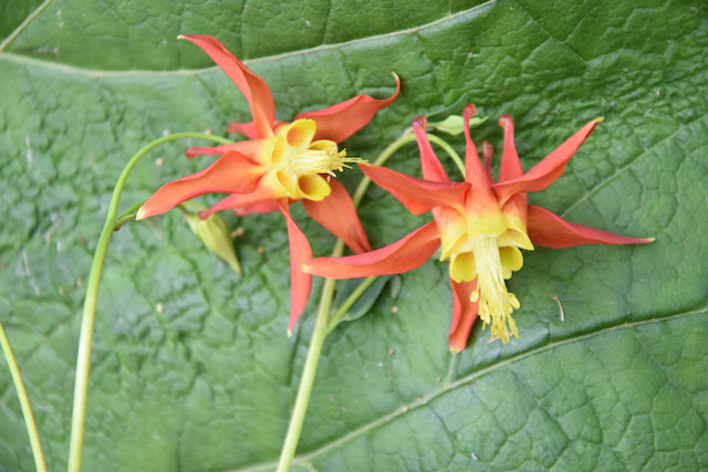 Aquilegia formosa (Western Red Columbine)
