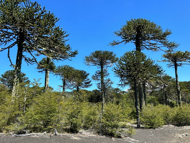 Araucaria araucana (Monkey Puzzle Tree)