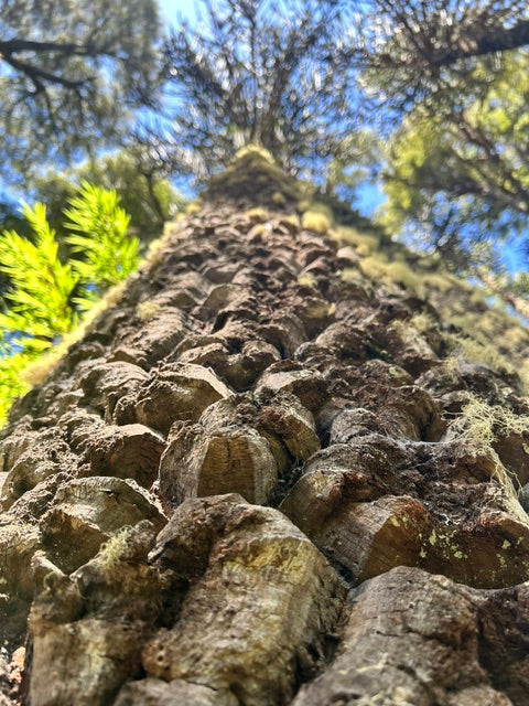 Araucaria araucana (Monkey Puzzle Tree)