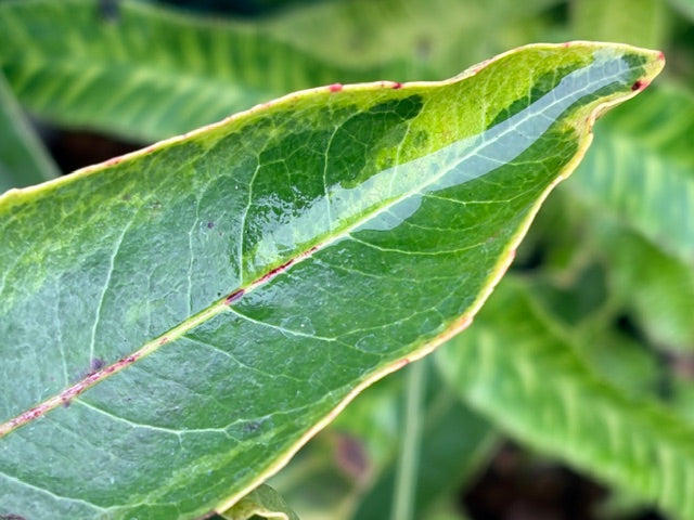 Arbutus x marina 'Spring Frost' (Variegated Strawbery Tree)