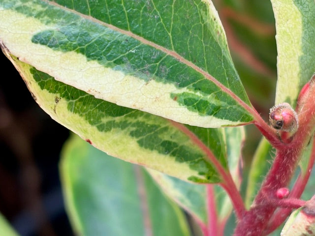 Arbutus x marina 'Spring Frost' (Variegated Strawbery Tree)