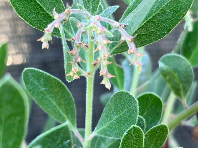 Arctostaphylos densiflora 'Sentinel' (Manzanita)