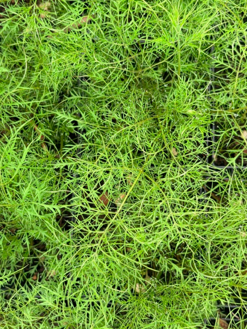 Aruncus aethusifolius 'Silver Filigree' (Dwarf Goatsbeard)