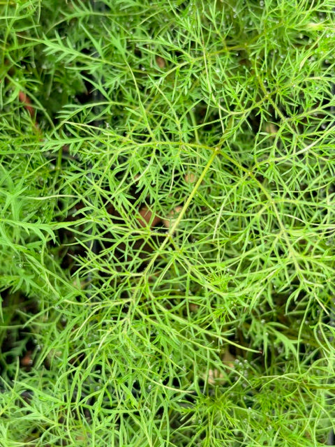 Aruncus aethusifolius 'Silver Filigree' (Dwarf Goatsbeard)