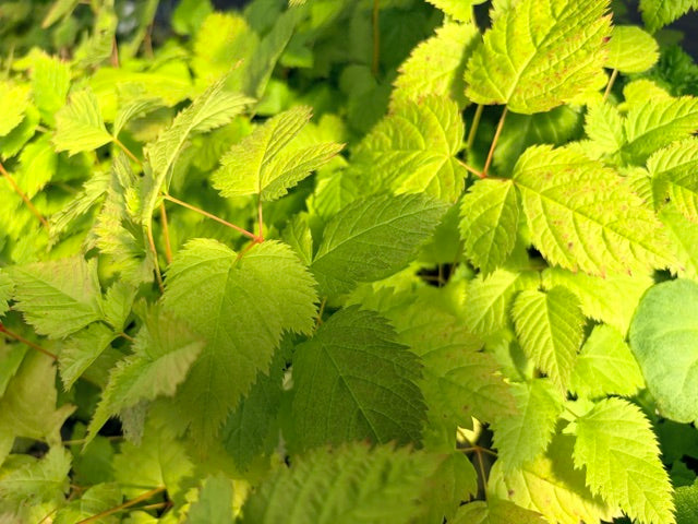 Aruncus sinensis (Goatsbeard)