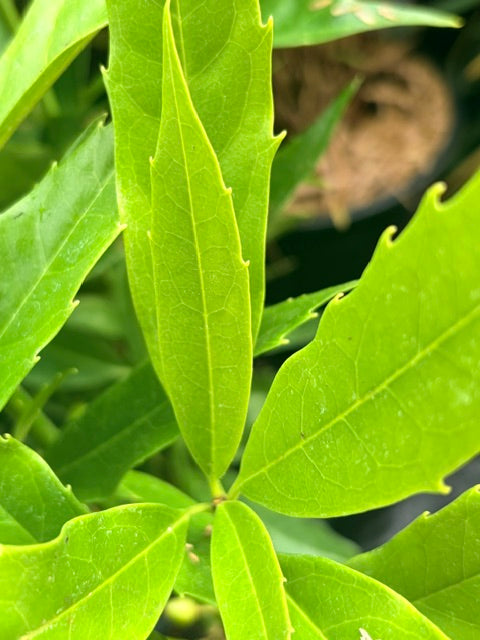 Aucuba japonica 'Salicifolia' Female (Japanese Aucuba)