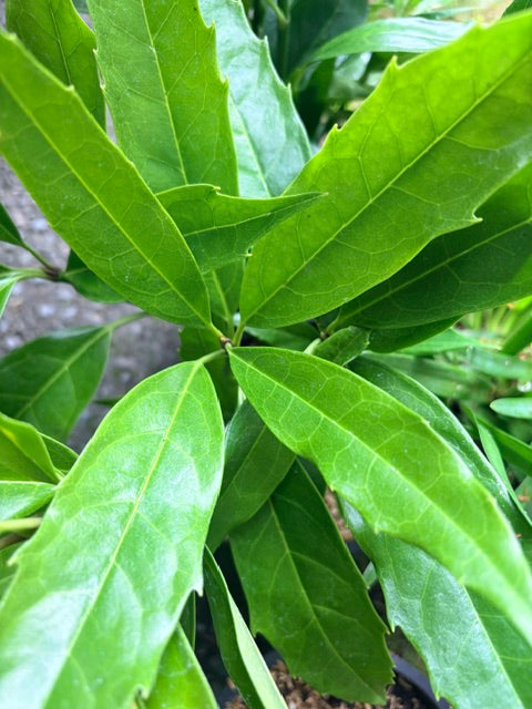 Aucuba japonica 'Salicifolia' Female (Japanese Aucuba)