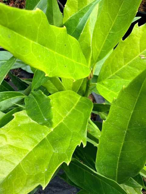 Aucuba japonica 'Salicifolia' Female (Japanese Aucuba)