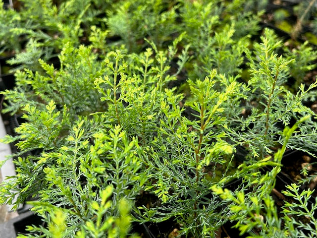 Austrocedrus chilensis (Chilean Incense Cedar)