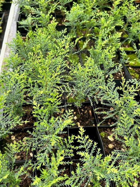 Austrocedrus chilensis (Chilean Incense Cedar)