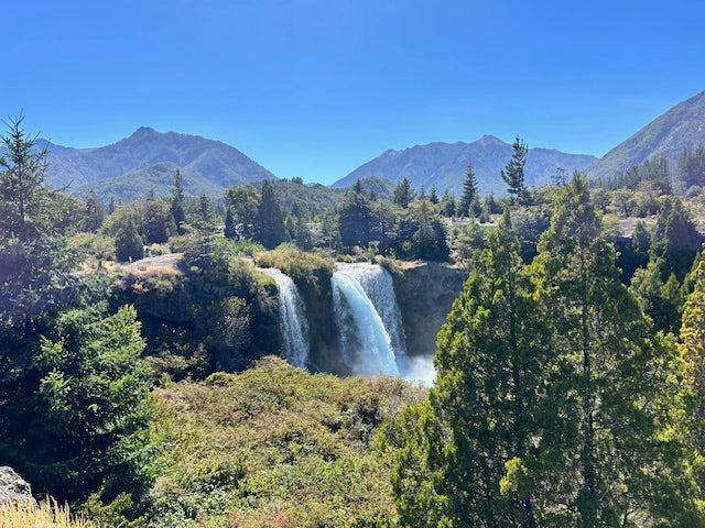 Austrocedrus chilensis (Chilean Incense Cedar)
