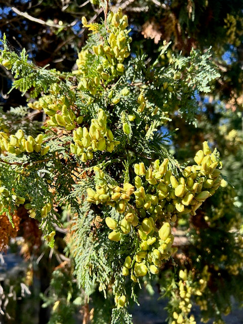 Austrocedrus chilensis (Chilean Incense Cedar)