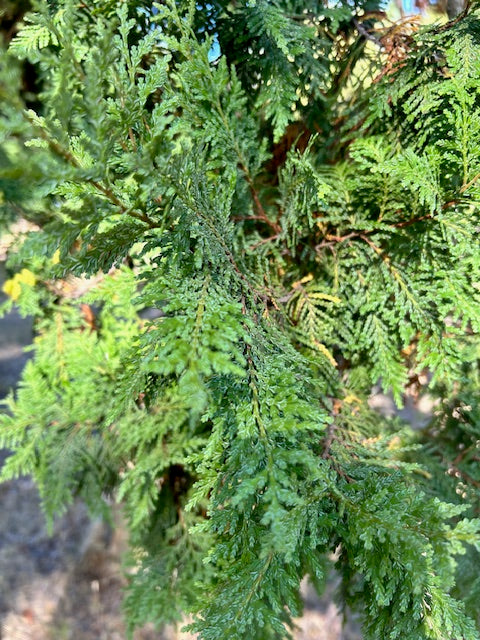 Austrocedrus chilensis (Chilean Incense Cedar)