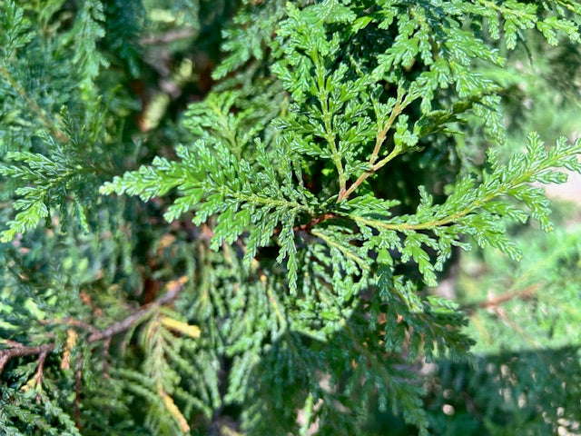 Austrocedrus chilensis (Chilean Incense Cedar)