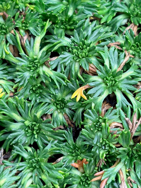 Azorella trifurcata 'Nana' (Cushion Bolax)