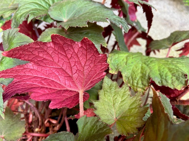 Begonia adscendens DJHAP18003