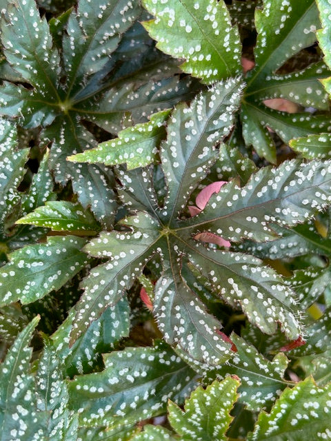 Begonia circumlobata 'Chandler's Hardy'  (Hardy Begonia)