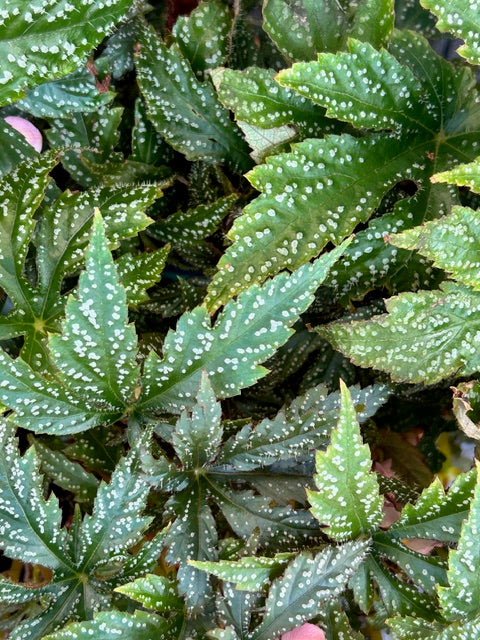 Begonia circumlobata 'Chandler's Hardy'  (Hardy Begonia)