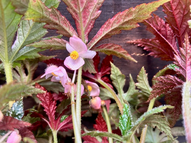 Begonia circumlobata 'Chandler's Hardy'  (Hardy Begonia)
