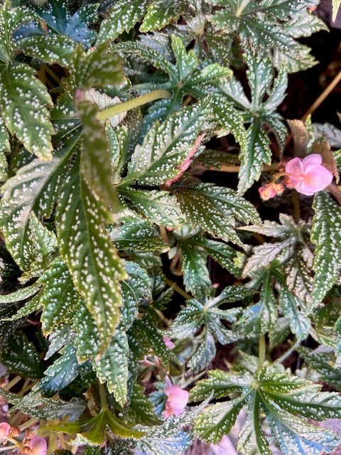 Begonia circumlobata 'Chandler's Hardy'  (Hardy Begonia)