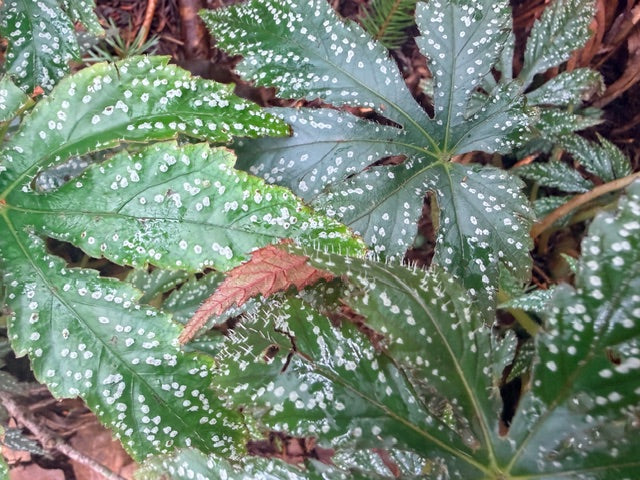 Begonia circumlobata 'MonShayne'  (Hardy Begonia)
