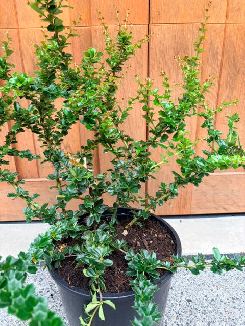Berberis darwinii   (Darwin's Barberry)