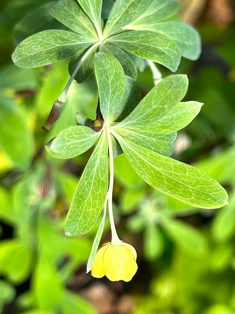 Berberis temolaica  (Dusty Blue Barberry)