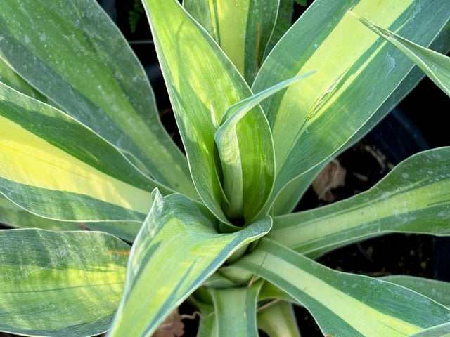 Beschorneria yuccoides Flamingo Glow PP22,162  (Variegated Amole)