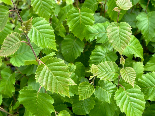 Betula utilis 'Edinburgh'  (Himalayan Birch)