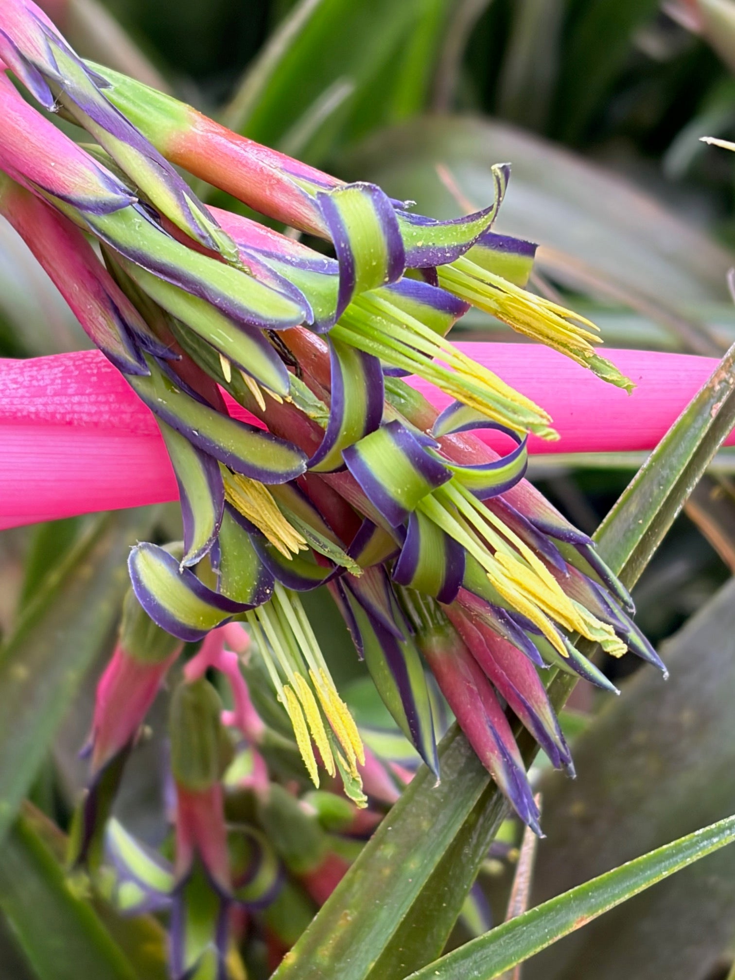 Billbergia nutens (Queen's Tears)