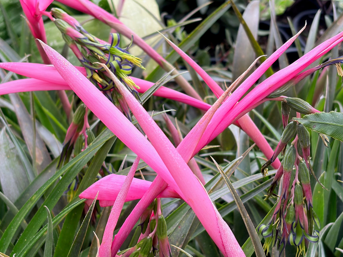 Billbergia nutens (Queen's Tears)