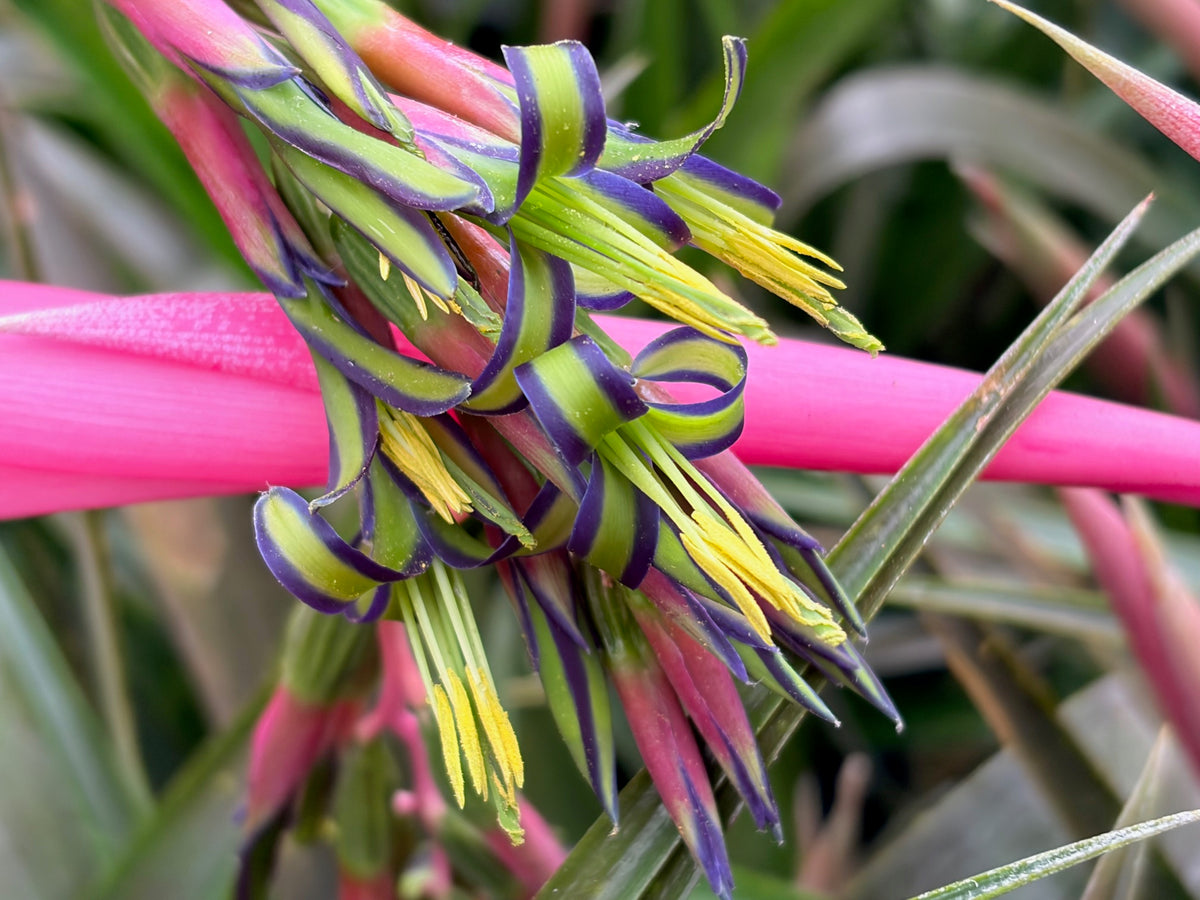Billbergia nutens (Queen's Tears)