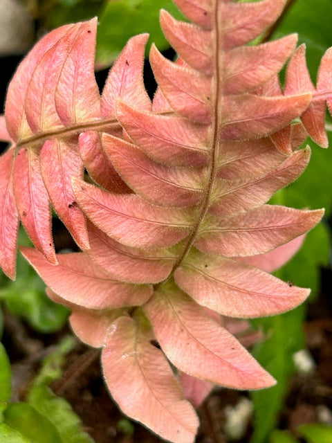 Blechnum aff appendiculatum BK14512.4 (Hammock Fern)