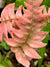 Blechnum aff appendiculatum BK14512.4 (Hammock Fern)