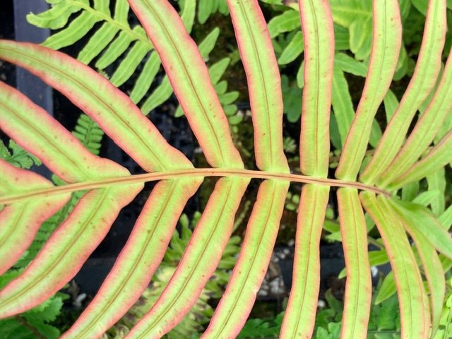 Blechnum orientale (Hard Fern)
