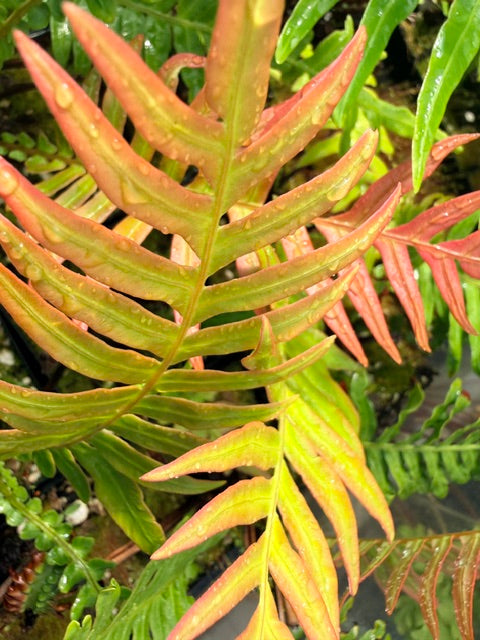 Blechnum orientale (Hard Fern)