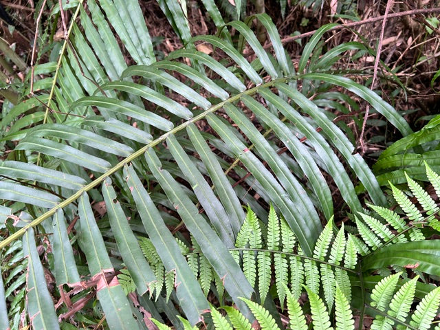 Blechnum orientale (Hard Fern)