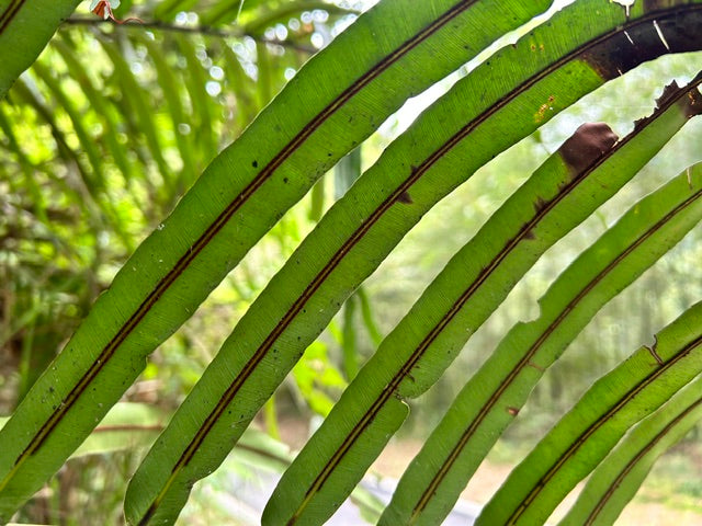 Blechnum orientale (Hard Fern)