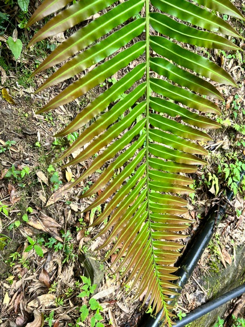 Blechnum orientale (Hard Fern)