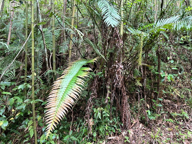Blechnum orientale (Hard Fern)