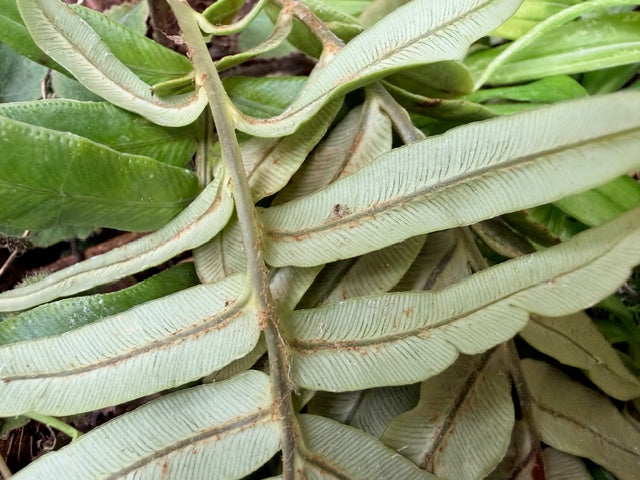 Blechnum sp.  BK10512.410 (Hard Fern)