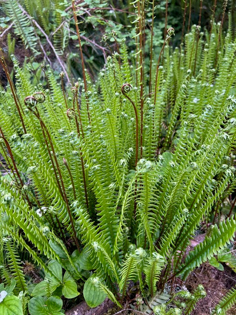 Blechnum spicant (Deer Fern)